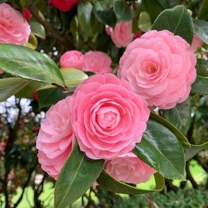 Meet your Posher, Meghan